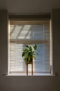 Plant in front of a window with blinds in Salem Oregon