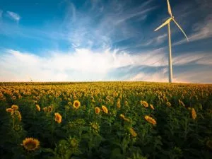 Wind turbine in sunflower field